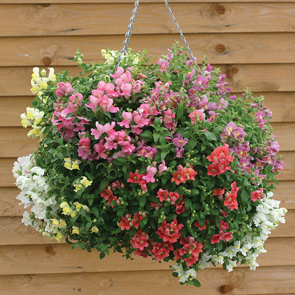 Antirrhinum 