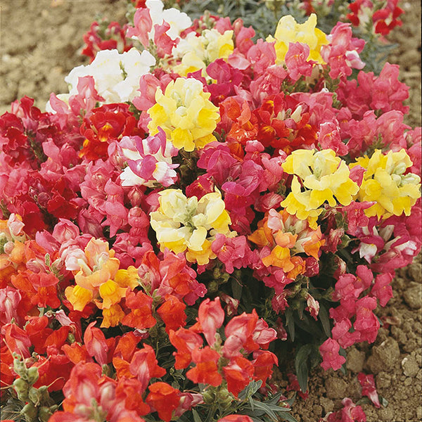 Antirrhinum " Magic Carpet Mixed  " Exotic 30 Flower Seeds