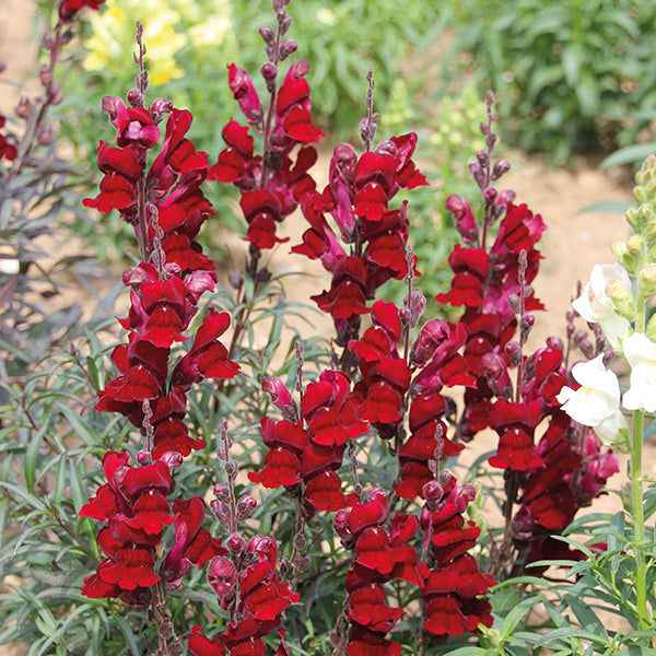 Antirrhinum 