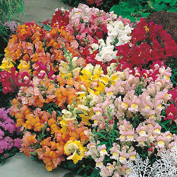 Antirrhinum 