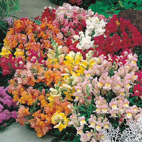 Antirrhinum " Tom Thumb Mixed  " Exotic 30 Flower Seeds