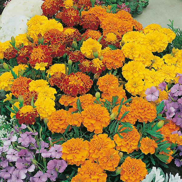 French Marigold " Bonita Mixed  " Exotic 30 Flower Seeds