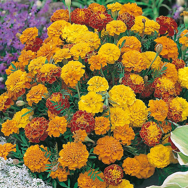 French Marigold " Boy-O-Boy Mixed  " Exotic 30 Flower Seeds