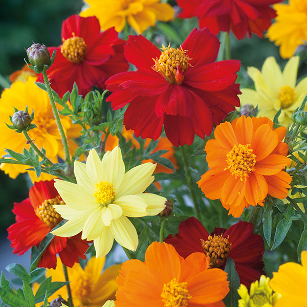 Cosmos 