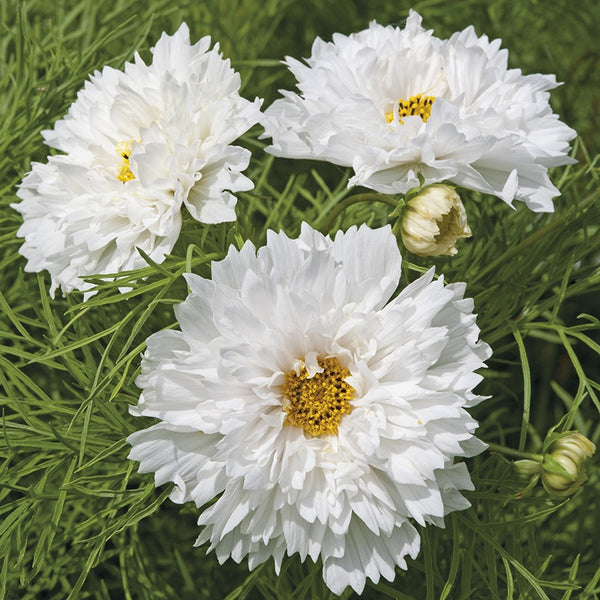 Cosmos 
