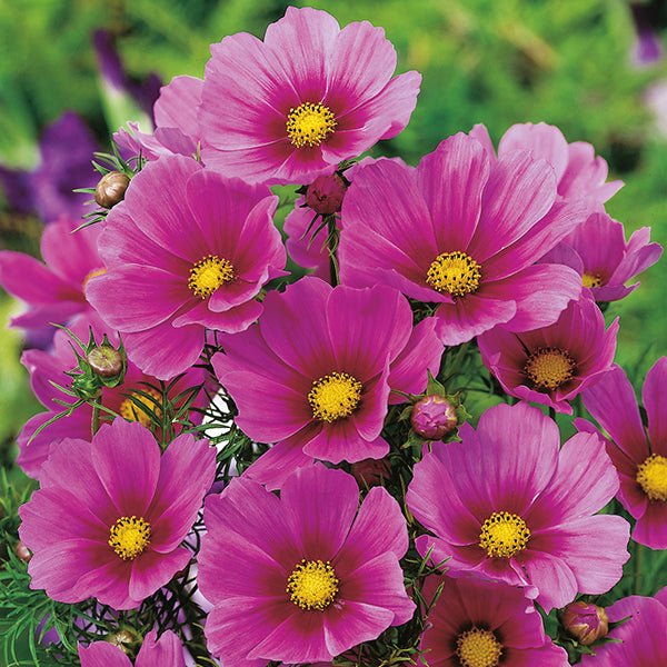 Cosmos 