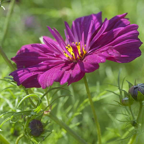 Cosmos 