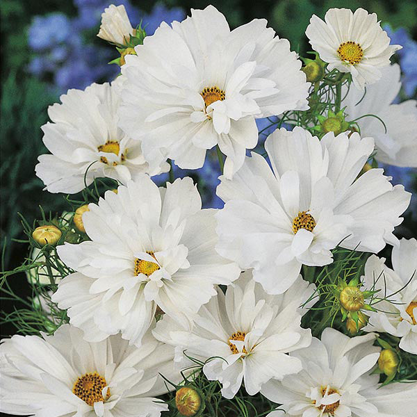 Cosmos 