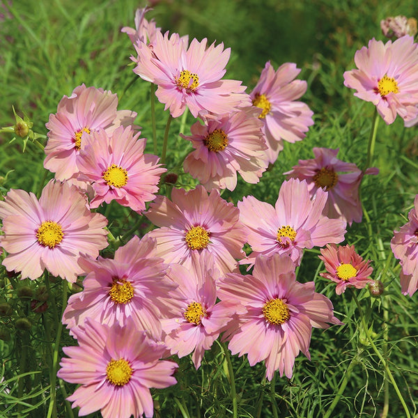 Cosmos 