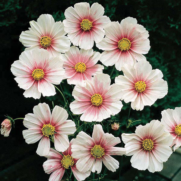 Cosmos " Daydream  " Exotic 30 Flower Seeds