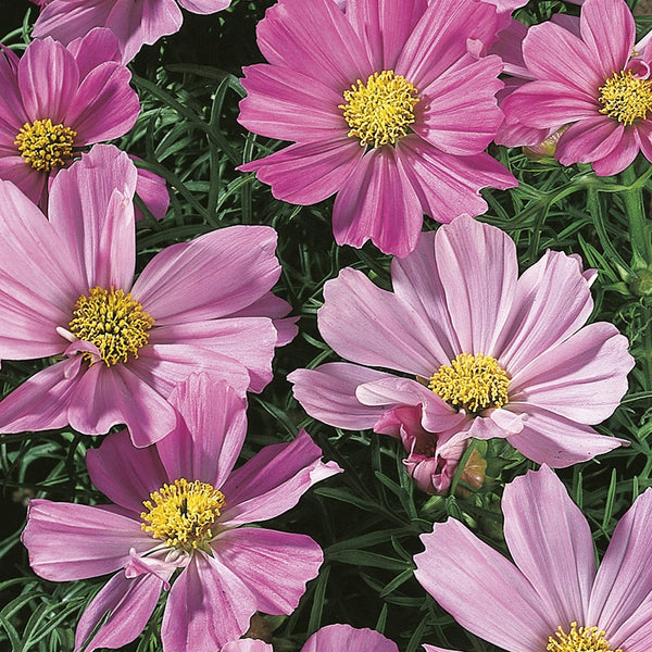 Cosmos 