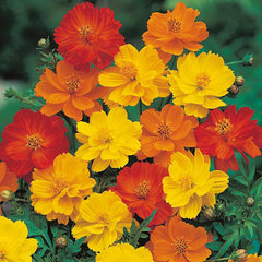 Cosmos 
