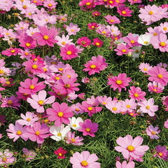 Cosmos 