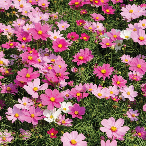 Cosmos 