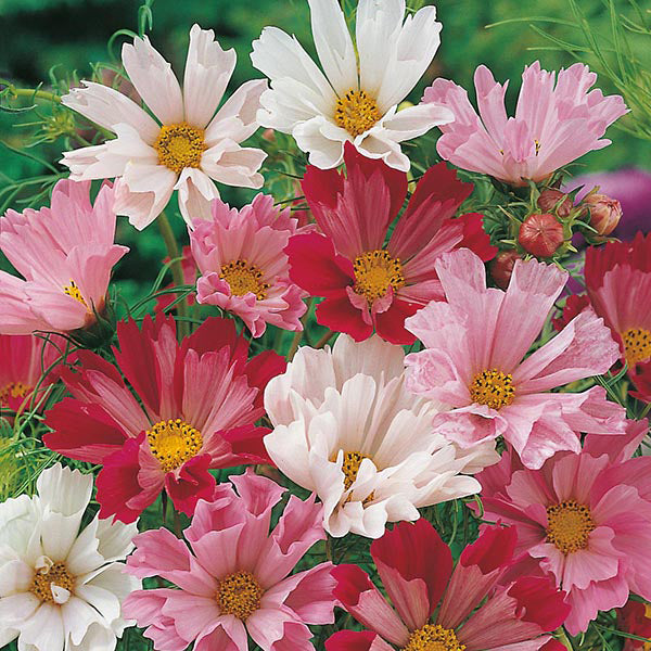 Cosmos 