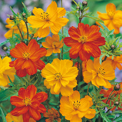 Cosmos 