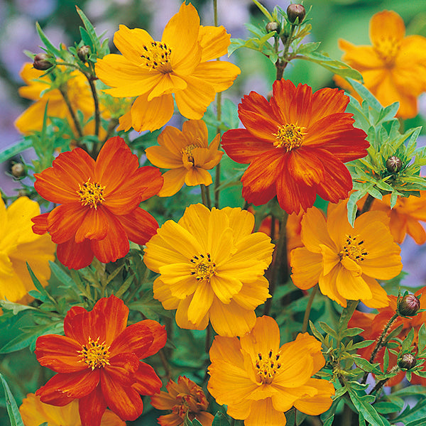 Cosmos 