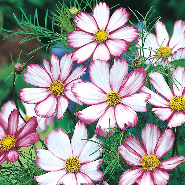 Cosmos 
