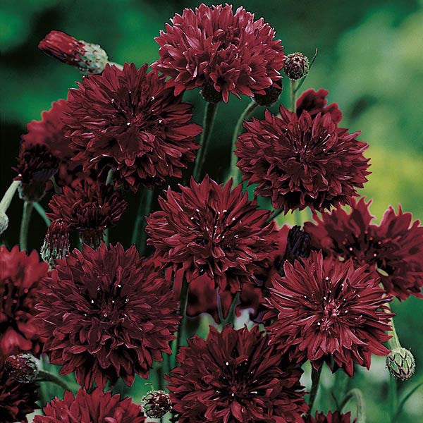 Cornflower " Black Ball  " Exotic 30 Flower Seeds