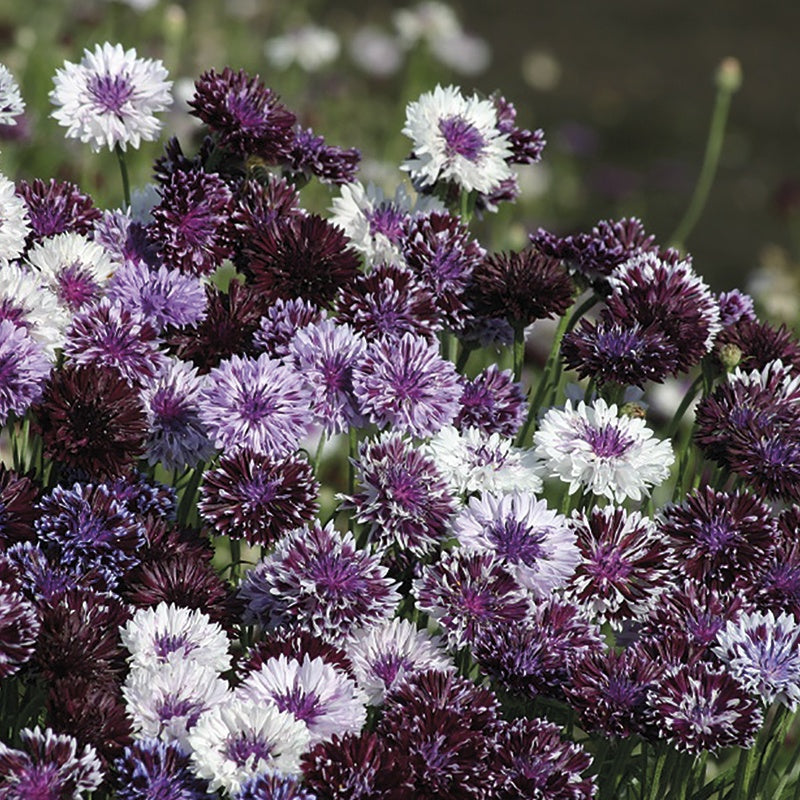 Cornflower " Classic Magic  " Exotic 30 Flower Seeds