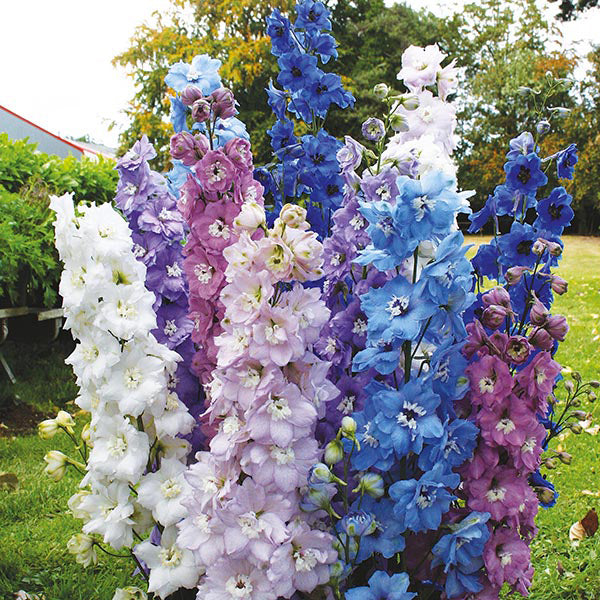 Delphinium 