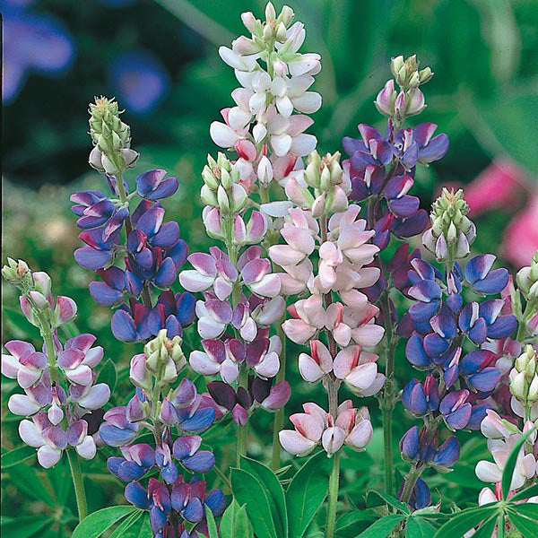 Lupin " Pixie Delight  " Exotic 20 Flower Seeds