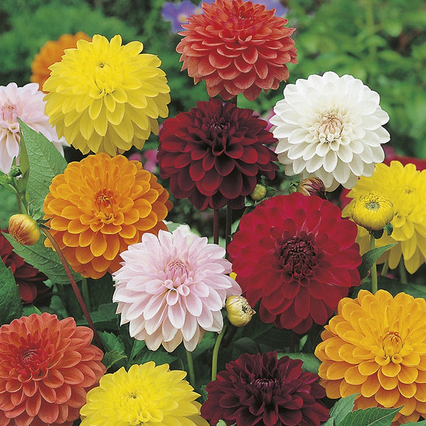Dahlia 