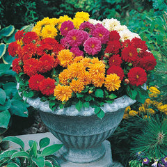 Dahlia 