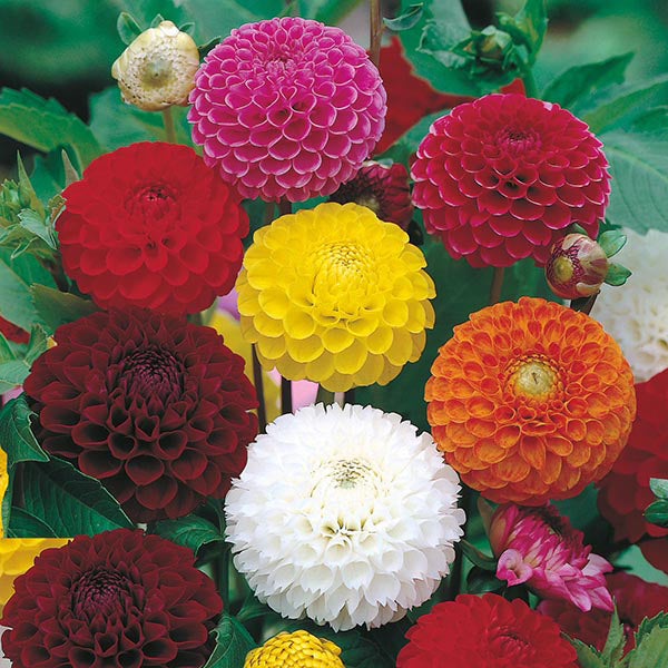 Dahlia 