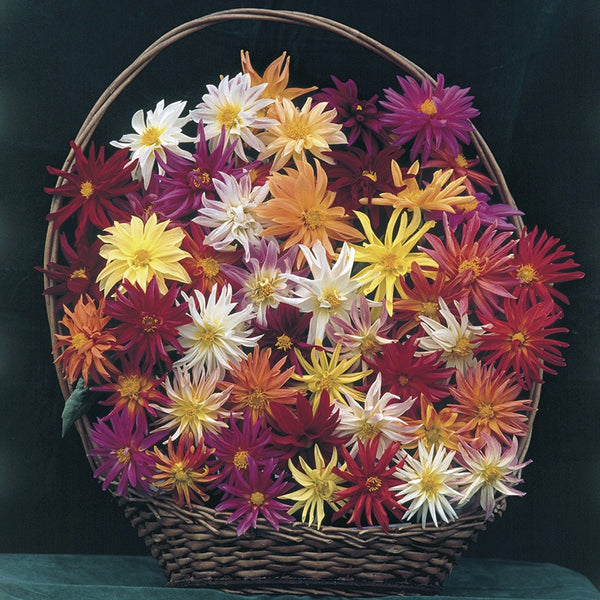 Dahlia 