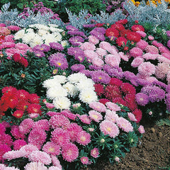 Aster 