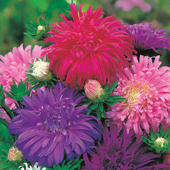 Aster 