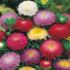 Aster 