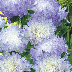 Aster 