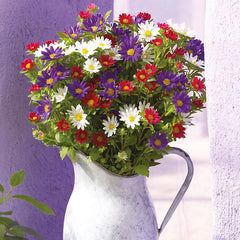 Aster 