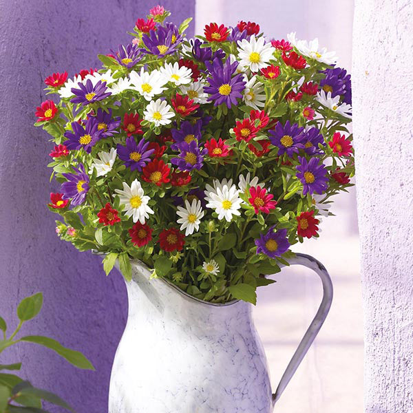 Aster 