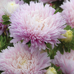 Aster 