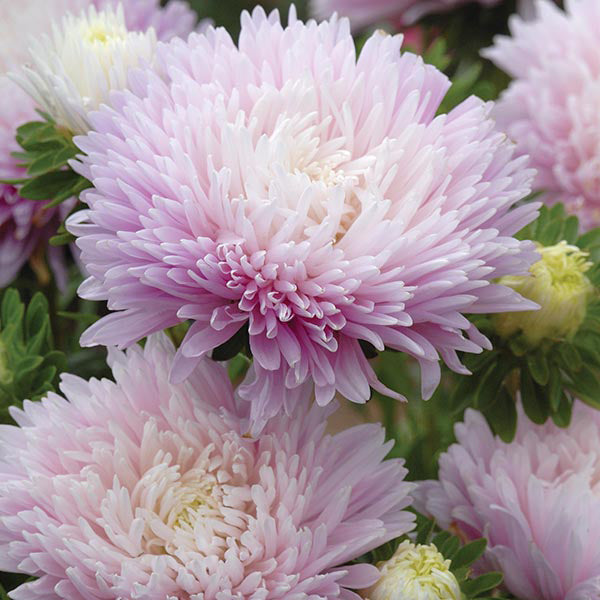 Aster 