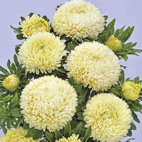 Aster 