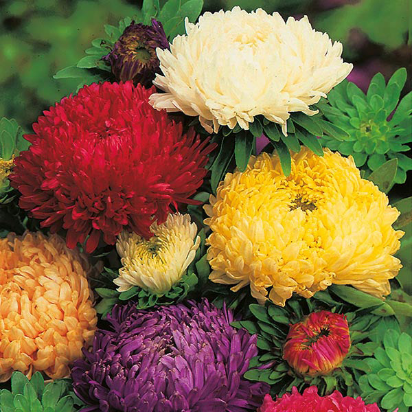 Aster 