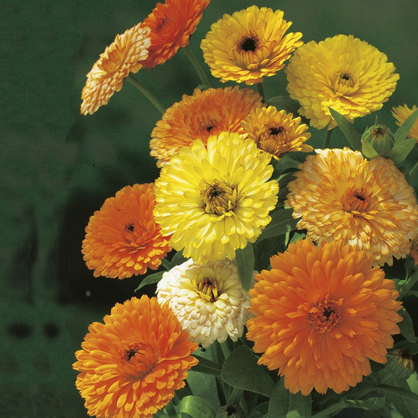 Calendula 