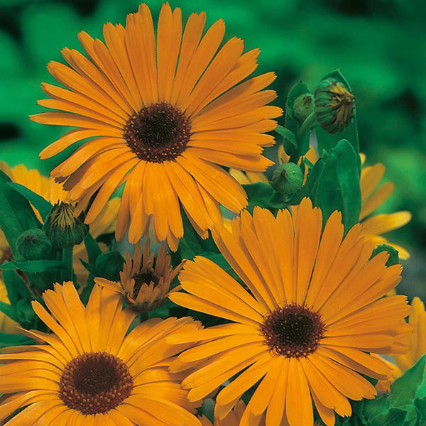 Calendula " Marigold Nova  " Exotic 30 Flower Seeds