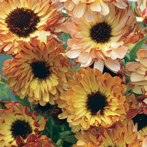 Calendula 