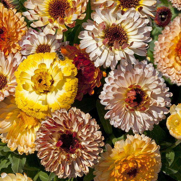 Calendula 