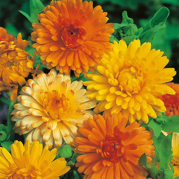 Calendula 