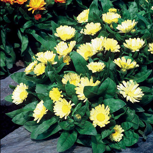 Calendula 