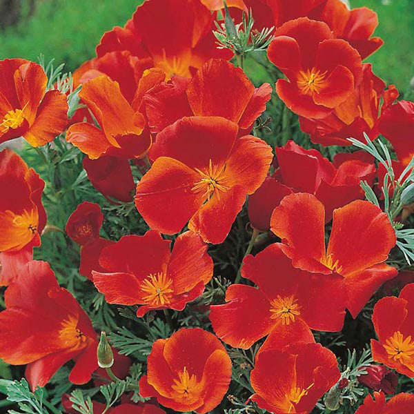California Poppy 