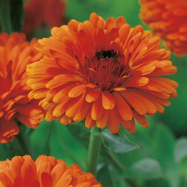 Calendula 