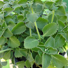 Panikoorka ( Coleus amboinicus ) Medicinal Plant