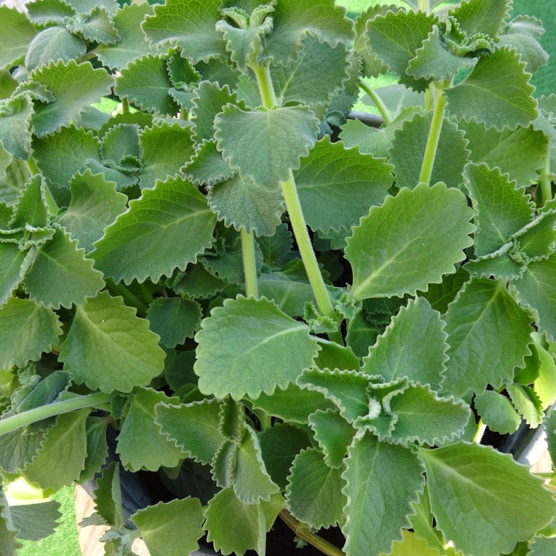 Panikoorka ( Coleus amboinicus ) Medicinal Plant